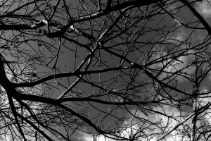 Tree Branches